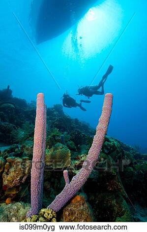 Stock Image - Scuba divers on a sloping wall. Fotosearch