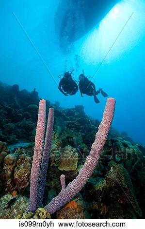 Stock Image - Scuba divers on a sloping wall. Fotosearch