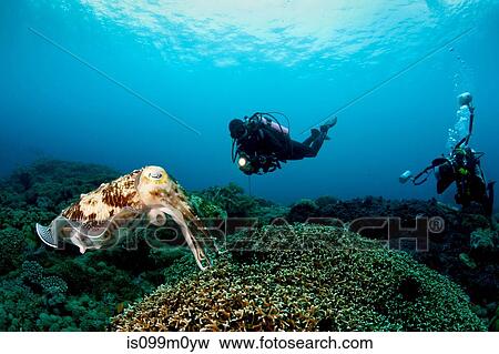 Scuba Diving in Buyat Bay View Large Photo Image Stock Photo - Scuba Diving in Buyat Bay. Fotosearch