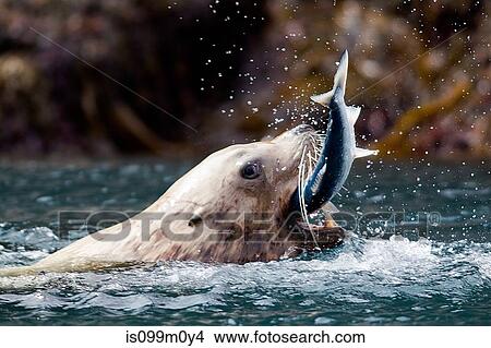 Sea Lion catches fish View Large Photo Image Picture - Sea Lion catches fish. Fotosearch