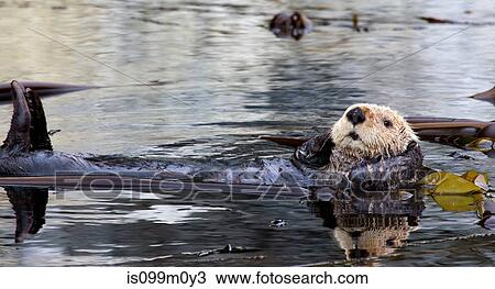 Sea otter resting in Kelp Bed View Large Photo Image Stock Image - Sea otter resting in Kelp Bed. Fotosearch