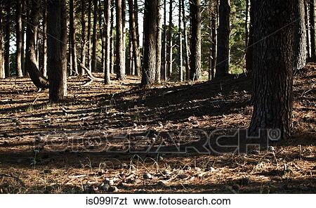 Shadows in pine forest View Large Photo Image Stock Photograph - Shadows in pine forest. Fotosearch