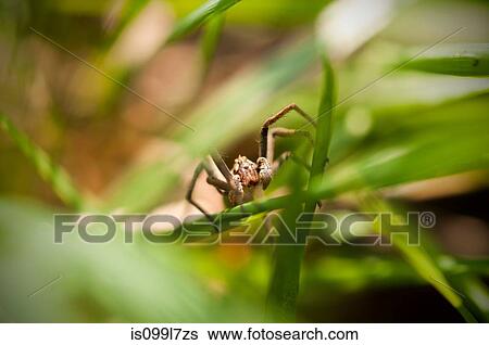 Spider hiding in grass View Large Photo Image Stock Photograph - Spider hiding in grass. Fotosearch