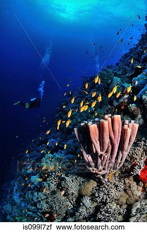 Sponge and fish in the Red Sea, Egypt View Large Photo Image Stock Image - Sponge and fish in the Red Sea, Egypt. Fotosearch