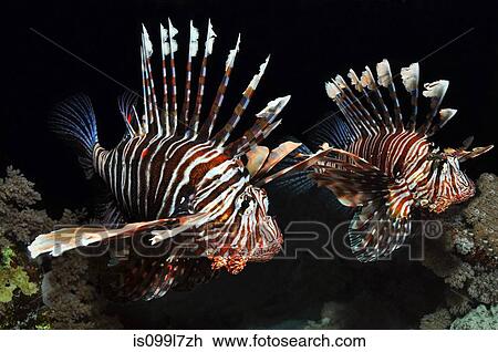 Two Lionfish in the Red Sea, Egypt View Large Photo Image Stock Image - Two Lionfish in the Red Sea, Egypt. Fotosearch
