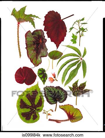Varieties of Begonia leaves on white background View Large Photo Image Stock Image - Varieties of Begonia leaves on white background. Fotosearch