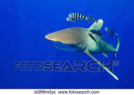 View of Oceanic whitetip View Large Photo Image Stock Photograph - View of Oceanic whitetip. Fotosearch