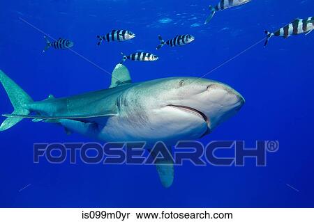 View of Oceanic whitetip View Large Photo Image Stock Photography - View of Oceanic whitetip. Fotosearch