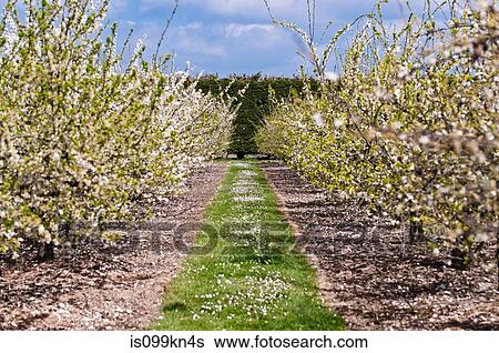 Apple trees in blossom in orchard View Large Photo Image Stock Photograph - Apple trees in blossom in orchard. Fotosearch
