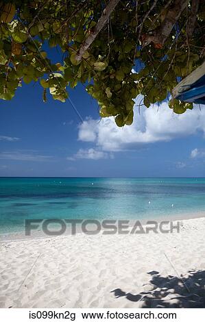 Beach and Caribbean Sea from underneath tree, Grand Cayman, Cayman Islands View Large Photo Image Stock Image - Beach and Caribbean Sea from underneath tree, Grand Cayman, Cayman Islands. Fotosearch