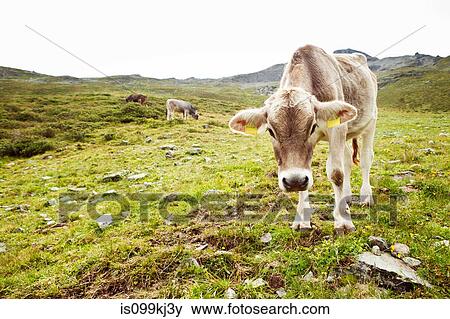Calf looking at camera in the Alps, Tirol, Austria View Large Photo Image Stock Photo - Calf looking at camera in the Alps, Tirol, Austria. Fotosearch