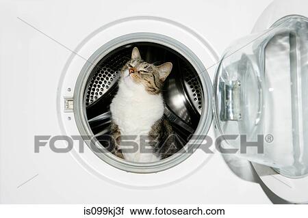 Stock Image - Cat in a washing machine. Fotosearch