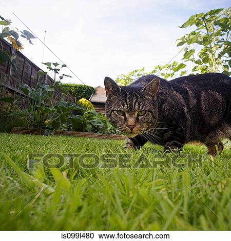 Stock Image - Cat prowling in garden. Fotosearch
