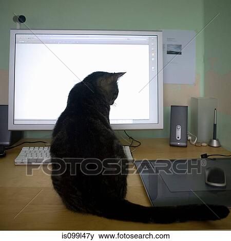 Cat sitting on desk, looking at computer mouse View Large Photo Image Stock Photo - Cat sitting on desk, looking at computer mouse. Fotosearch
