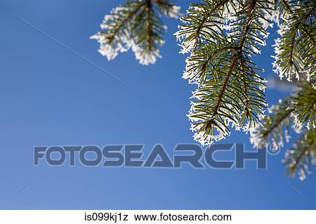 Close up of pine needles with hoar frost View Large Photo Image Stock Photo - Close up of pine needles with hoar frost. Fotosearch