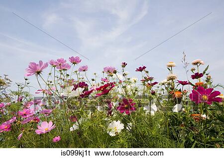 Stock Photograph - Colourful flowers. Fotosearch