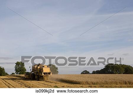 Stock Image - Combine harvester in wheat field. Fotosearch