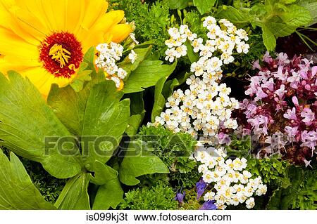 Edible flowers and herbs View Large Photo Image Stock Photograph - Edible flowers and herbs. Fotosearch