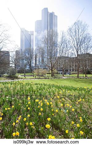 Field of daffodils and Deutsche bank building, Frankfurt, Hesse, Germany View Large Photo Image Stock Photo - Field of daffodils and Deutsche bank building, Frankfurt, Hesse, Germany. Fotosearch