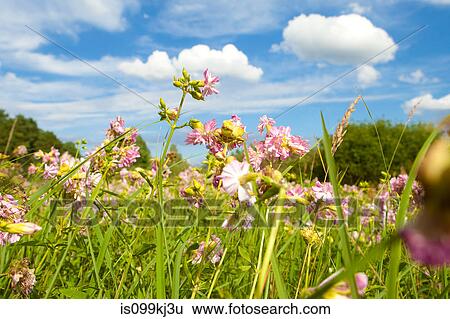 Flower meadow, Brandenburg, Germany View Large Photo Image Stock Photograph - Flower meadow, Brandenburg, Germany. Fotosearch
