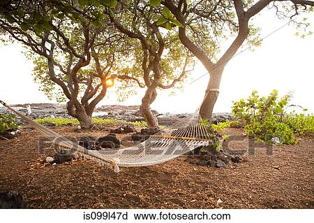 Hammock by the ocean on the Big Island of Hawaii View Large Photo Image Stock Image - Hammock by the ocean on the Big Island of Hawaii. Fotosearch