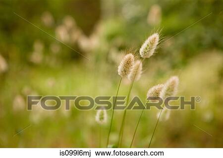Harestail grass, close up View Large Photo Image Stock Image - Harestail grass, close up. Fotosearch