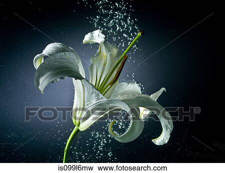 Lily in water View Large Photo Image Stock Photo - Lily in water. Fotosearch