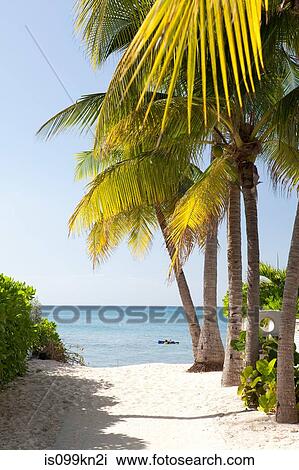 Palm trees and beach, looking towards Caribbean Sea, Grand Cayman, Cayman Islands View Large Photo Image Stock Image - Palm trees and beach, looking towards Caribbean Sea, Grand Cayman, Cayman Islands. Fotosearch