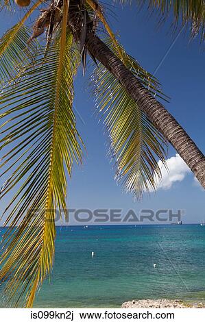 Palm trees and Caribbean Sea, Grand Cayman, Cayman Islands View Large Photo Image Stock Image - Palm trees and Caribbean Sea, Grand Cayman, Cayman Islands. Fotosearch