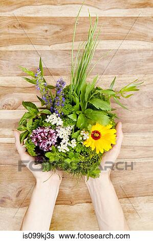 Person holding edible flowers and herbs View Large Photo Image Stock Photograph - Person holding edible flowers and herbs. Fotosearch