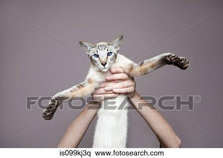 Person holding up siamese cat View Large Photo Image Stock Photography - Person holding up siamese cat. Fotosearch