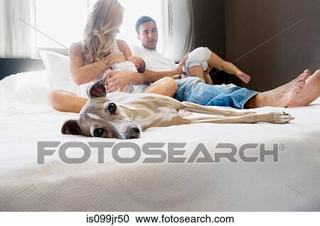 Pet dog and family with couple with babies on bed View Large Photo Image Stock Image - Pet dog and family with couple with babies on bed. Fotosearch