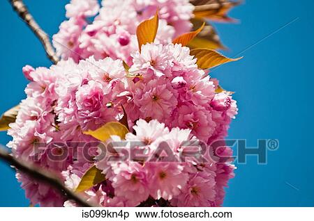 Pink cherry blossom View Large Photo Image Stock Photography - Pink cherry blossom. Fotosearch