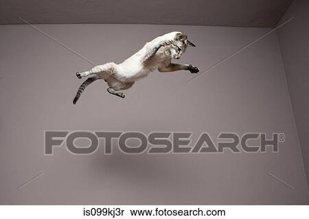 Stock Photography - Siamese cat jumping in the air. Fotosearch