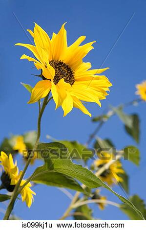 Stock Photograph - Sunflowers against blue sky. Fotosearch