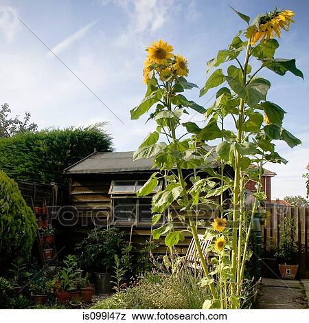 Stock Photo - Tall sunflowers growing in garden. Fotosearch