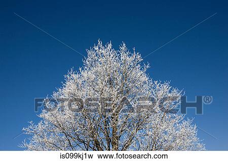 Tree covered in hoar frost View Large Photo Image Stock Photo - Tree covered in hoar frost. Fotosearch