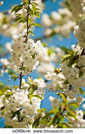 Stock Photography - White cherry blossom. Fotosearch