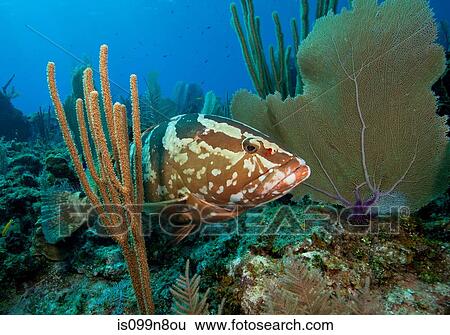 A Wary Nassau Grouper. View Large Photo Image Stock Photograph - A Wary Nassau Grouper.. Fotosearch