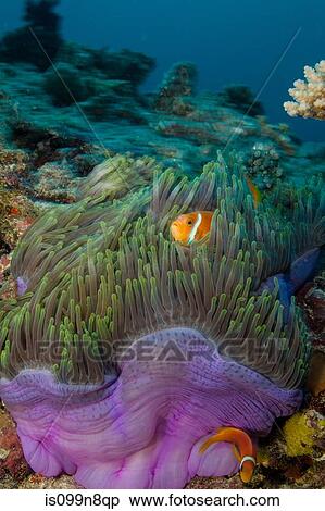 Anemonefish and Anemone View Large Photo Image Stock Photography - Anemonefish and Anemone. Fotosearch