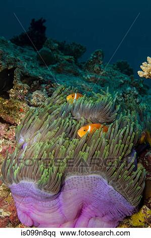 Anemonefish and Anemone View Large Photo Image Stock Photography - Anemonefish and Anemone. Fotosearch