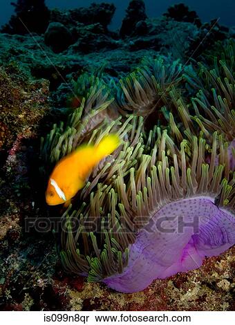 Anemonefish and Anemone View Large Photo Image Stock Photography - Anemonefish and Anemone. Fotosearch