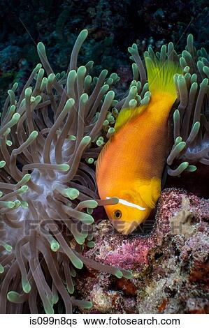 Anemonefish guarding eggs View Large Photo Image Stock Photograph - Anemonefish guarding eggs. Fotosearch