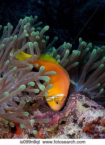Anemonefish guarding eggs View Large Photo Image Stock Photograph - Anemonefish guarding eggs. Fotosearch