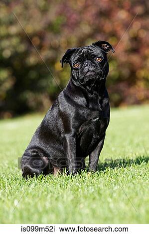 Black dog sitting on grass View Large Photo Image Stock Image - Black dog sitting on grass. Fotosearch