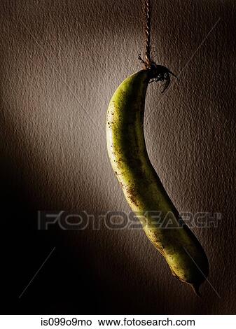 Broad bean on a string View Large Photo Image Picture - Broad bean on a string. Fotosearch