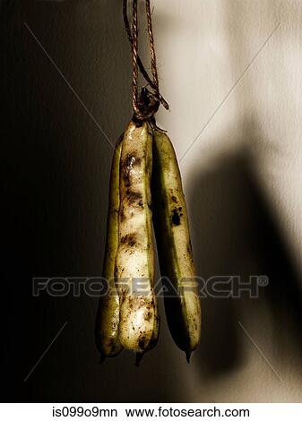 Broad beans on a string View Large Photo Image Picture - Broad beans on a string. Fotosearch