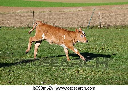 Calf in field View Large Photo Image Stock Photo - Calf in field. Fotosearch