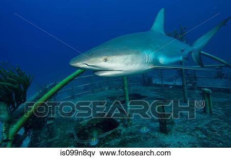 Caribbean Reef Shark and Wreck View Large Photo Image Stock Photo - Caribbean Reef Shark and Wreck. Fotosearch