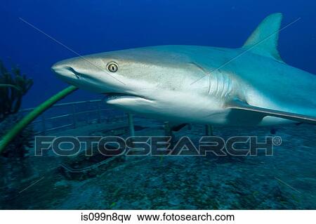 Stock Photo - Caribbean Reef Shark and Wreck. Fotosearch